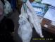 gal/20091003/_thb_DSCI0545.JPG