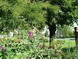 gal/zahony/_thb_DSCF_0025.jpg